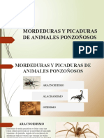 Picaduras Animales