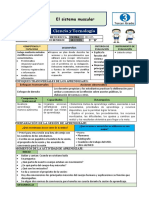 El Sistema Muscular Cyt