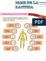 Arterias Pulsos