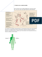 Adenopatías Cervicales - Cuándo Correr, Cuando Estudiar, Cuando Tranquilizar