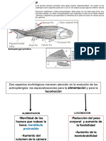 La Evolución de Los Actinopterygii