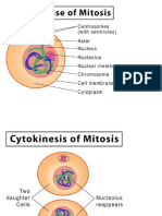 Interphase