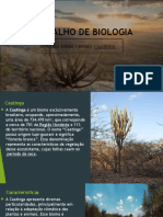 Trabalho de Biologia Caatinga