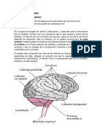 Organos y Funciones11