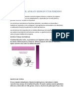 Anatomia Del Aparato Reproductor Femenino