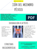 Circulación Del Miembro Pélvico