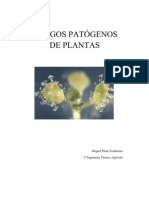 Hongos Patógenos de Plantas