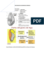 Estructuras de Granos de Cereales