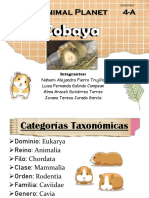 Cobaya