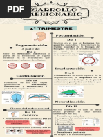 Desarrollo Embrionario