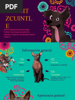 XOLOITZCUINTLE 