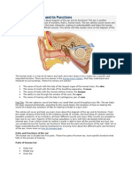 Diagram of The Ear and Its Functions