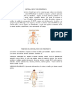 Características y Funciones Del Sistema Nervioso Periférico