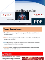 Sistema Cardiovascular Completo