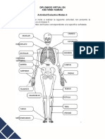 Solucion de La Actividad Evaluativa 4 Anatomía