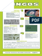 Infografía de Hongos