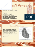 Arterias Y Venas Del Tórax Y Abdomen