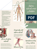 Sistema Arterial, Venoso