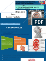 2 Anatomia de La Boca (Labios Paladar)