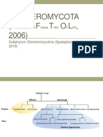 Glomeromycota