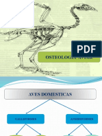 Unidad II - Osteologia Aviar