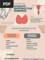 Aparato Reproductor Femenino y Masculino