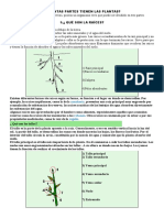 Cuantas Partes Tienen Las Plantas