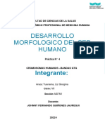 Practica 4 Desarrolo Morfologivco Humano - Liz Araoz