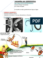 Doenças Causadas Por Platelmintos