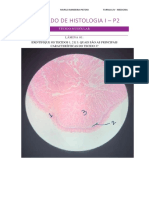 Simulado Histologia - P2 CORRIGIDO