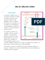 Moleculas de Adhecion Celular