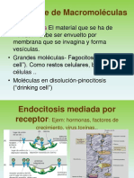 Tema 4 y 5 La Membrana Plasmatica. Uniones Intercelulares