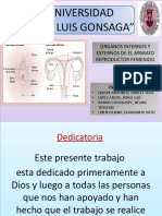 Organos Internos Del Aparato Reproductor Femenino