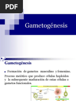 Unidad II Tema 1 y 2 Gametogénesis - Genética