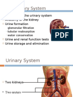 Functions of The Urinary System Anatomy of The Kidney Urine Formation