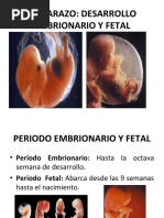 Desarrollo Embrionario y Fetal