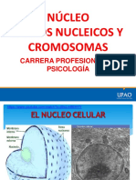 Nucleo y Cromosomas