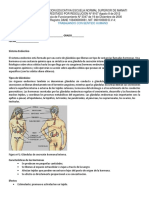 Sistema Endocrino