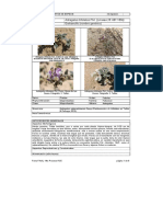 Astragalus Trifoliatus 14RCE FINAL