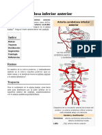 Arteria Cerebelosa Inferior Anterior