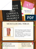 Musculos Anatomia