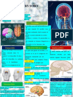 Sistema Nervioso Central