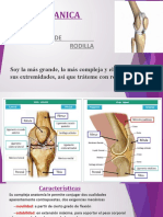 Unidad 11 Rodilla.a 2