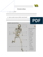 Estudo Do Meio 4 ANOossos e Afins