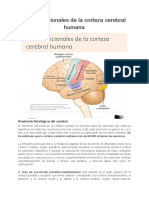 Áreas Funcionales de La Corteza Cerebral Humana