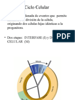 Modulo 2 Ciclo Celular