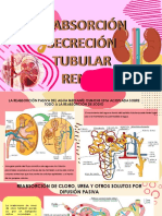 Reabsorcion y Secrecion Tubular Renal