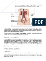 Biology THE RENAL SYSTEM Output