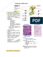 Sistema Endocrino