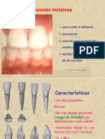 05 Incisivos Mandibulares